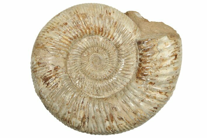 Polished Jurassic Ammonite (Perisphinctes) - Madagascar #217110